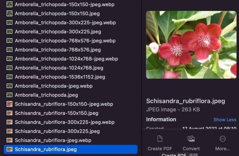 WordPress 6.1 全新功能详解：WebP转换、流体排版与模板系统升级