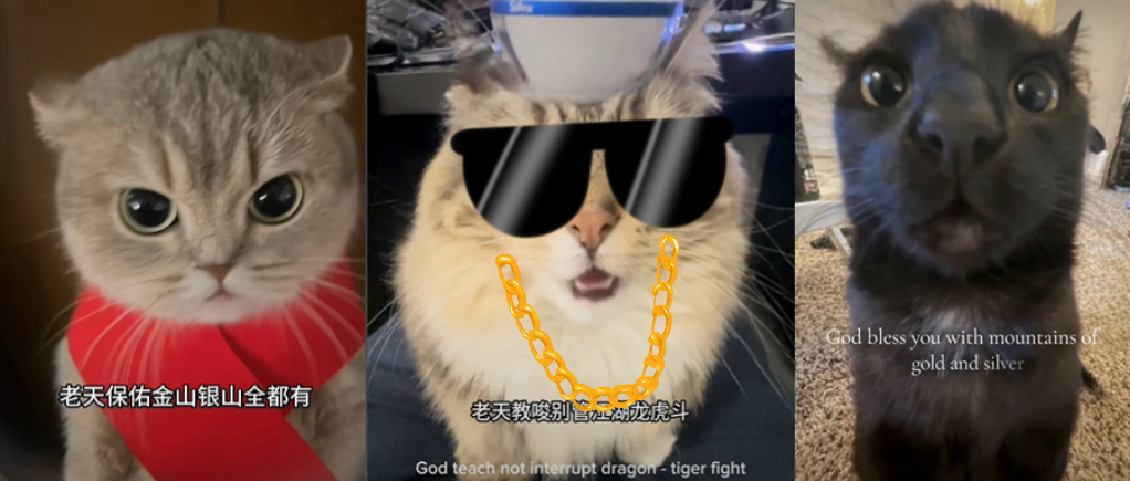 AI猫说唱爆火TikTok 萌宠AI对口型神器走红
